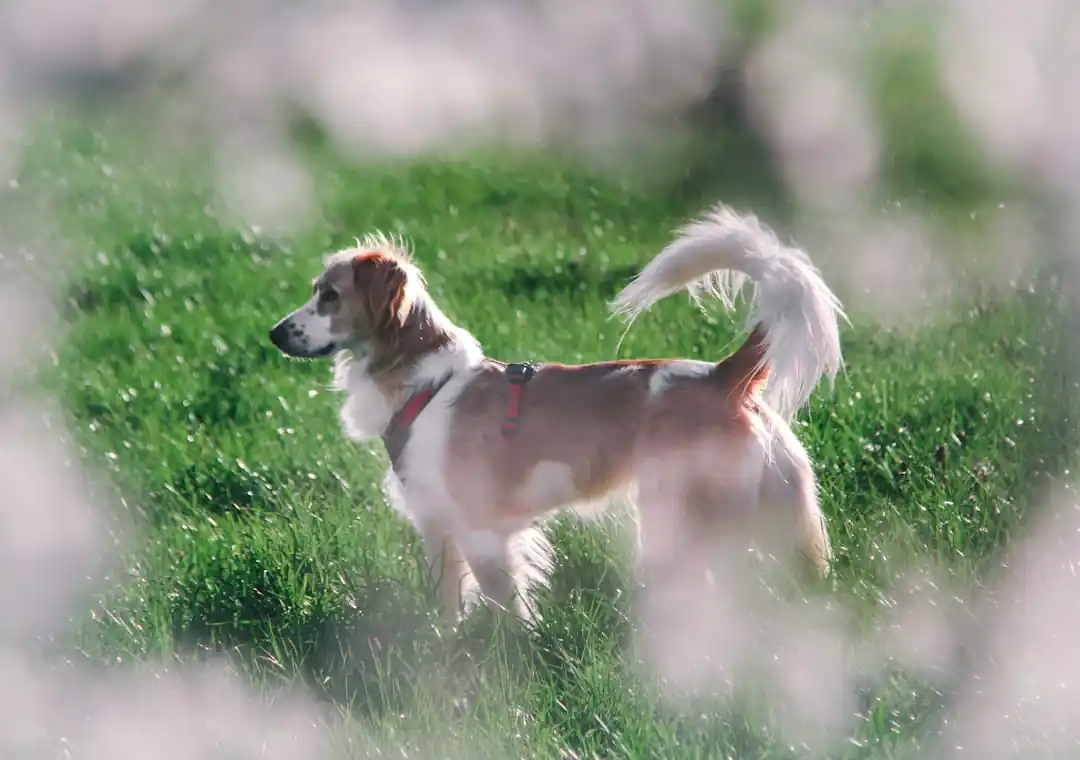 【プロが解説】季節の変わり目に注意したい犬の散歩と毎日のケア方法