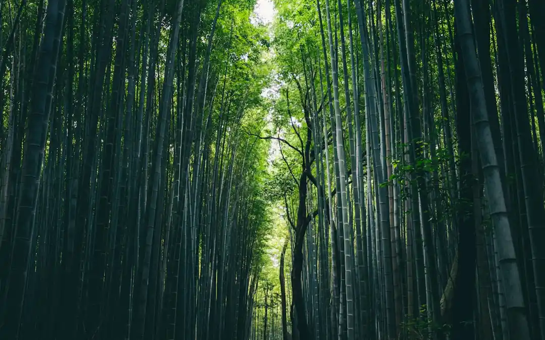 天に向かって伸びる緑の竹林の小道