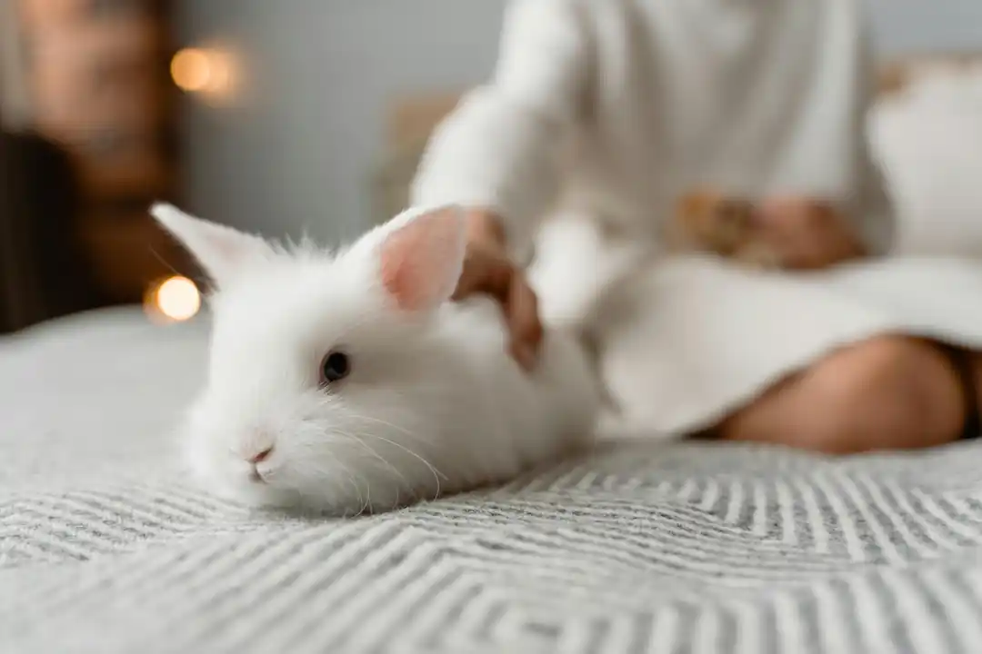 うさぎの飼い方の基本!必要なものから餌の種類まで初心者向けに徹底解説