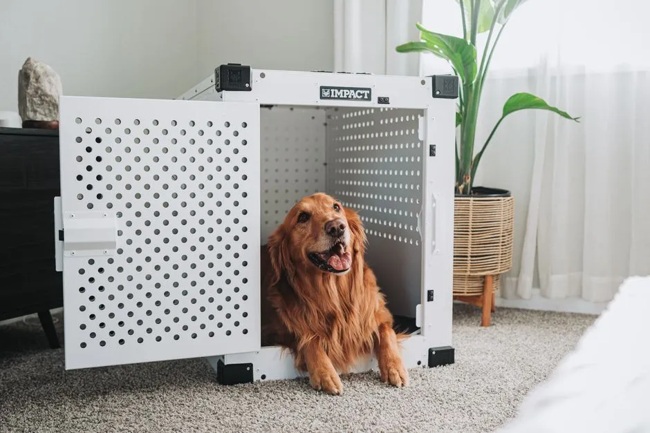 Keeping pets safe and stress-free during natural weather emergencies