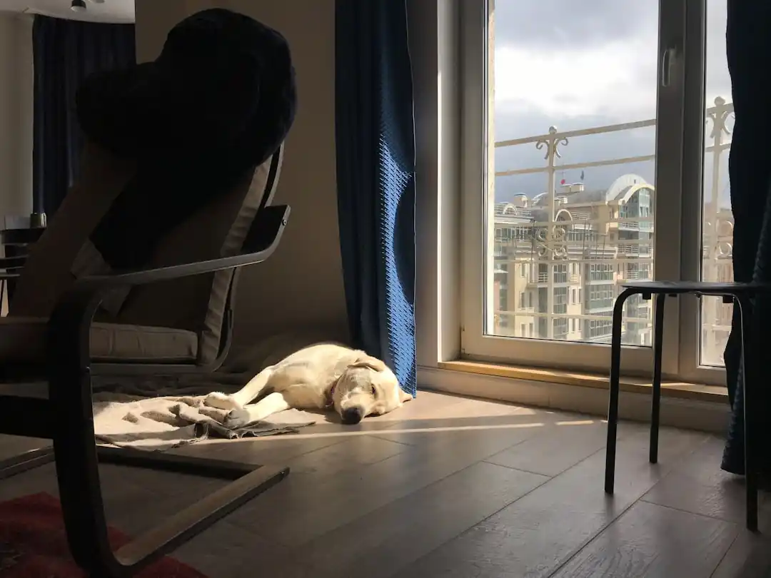 地震後に犬が見せるストレスサインと、飼い主ができる心のケア