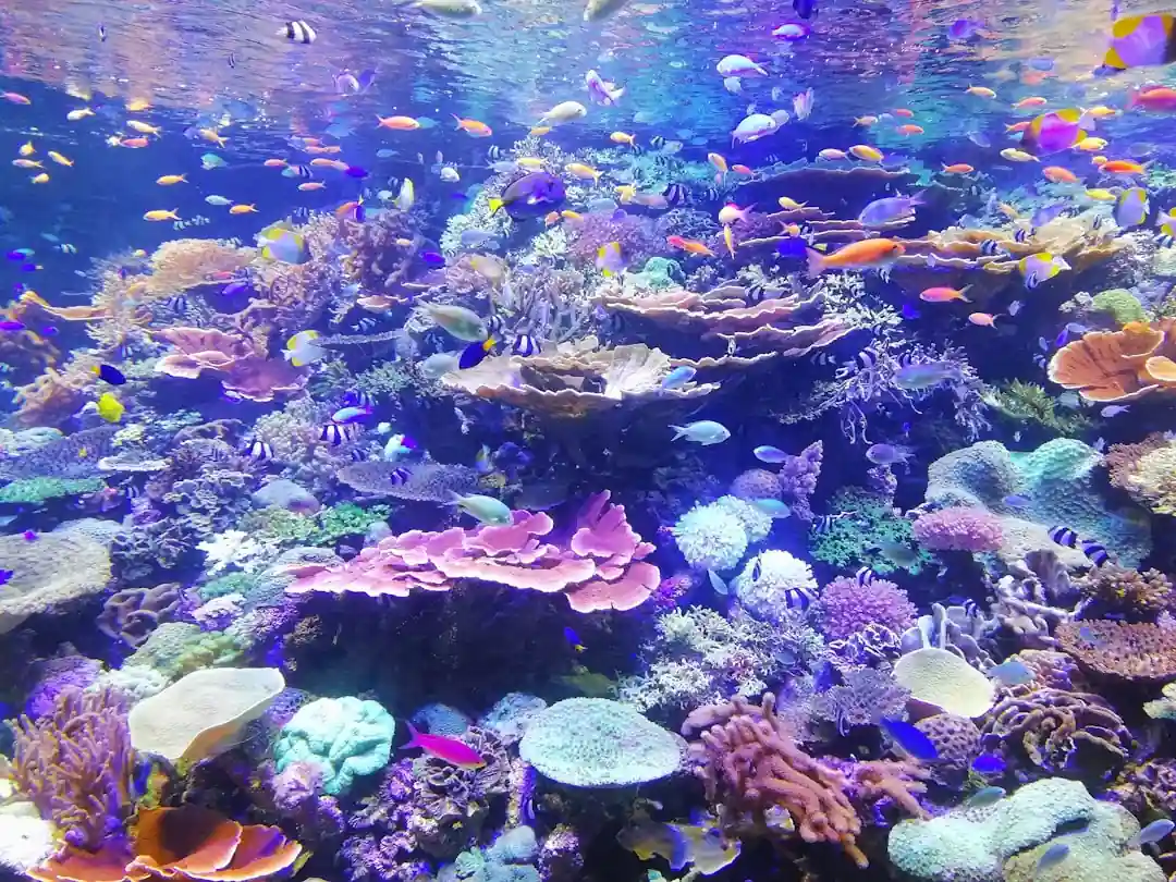 サンゴ礁の周りを泳ぐカラフルな魚の群れ