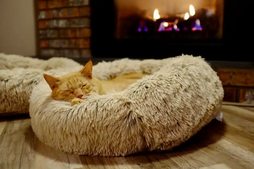 暖炉の前で丸くなって眠っている茶トラの猫