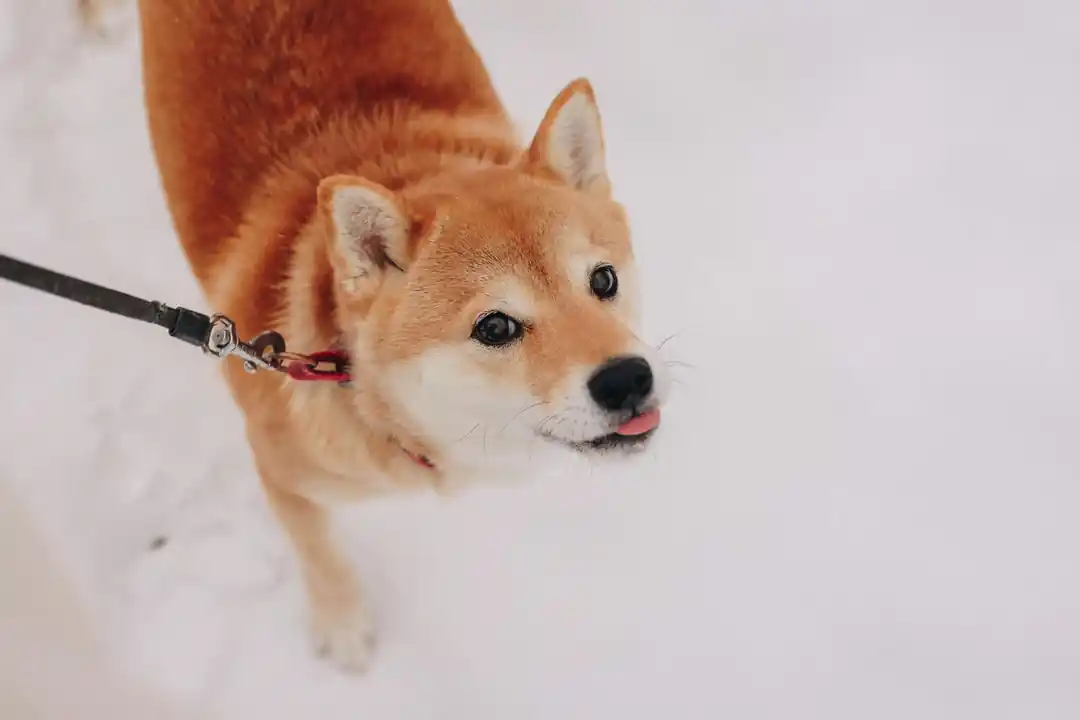 雪の中でリードをつけられた柴犬のクローズアップ