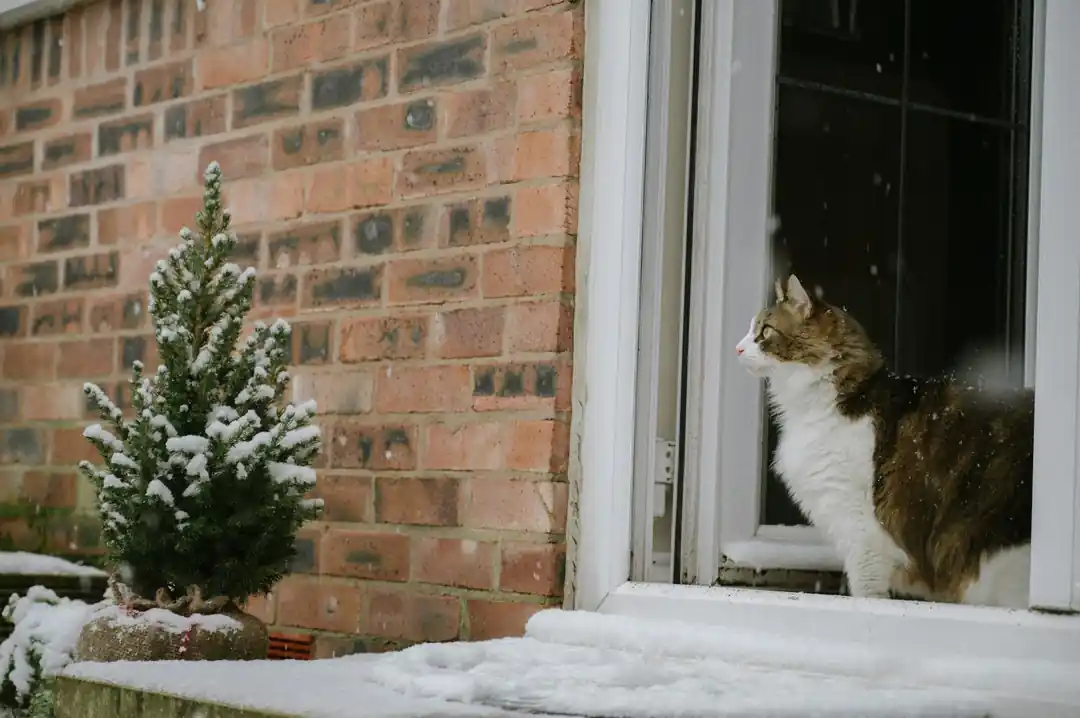 雪が積もった庭を窓から興味深そうに眺めるふわふわのしま猫