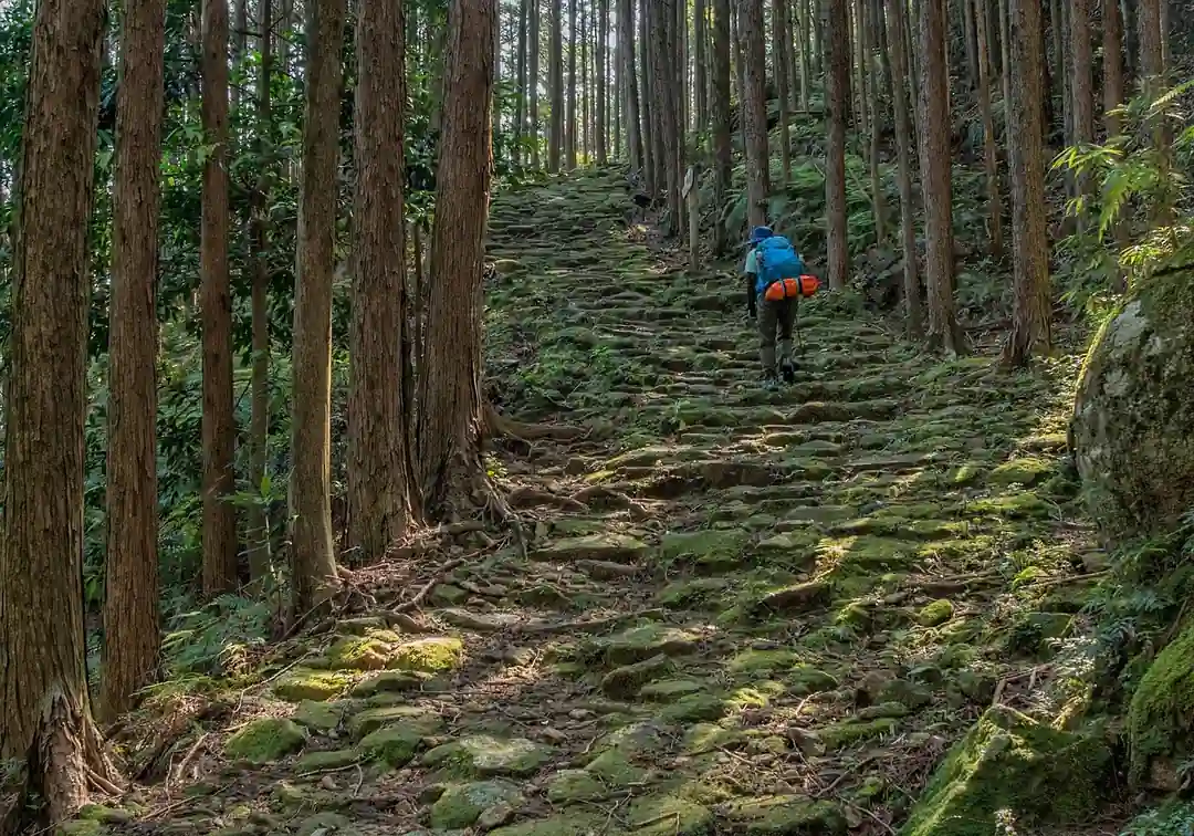 熊野古道の苔むした檜の森