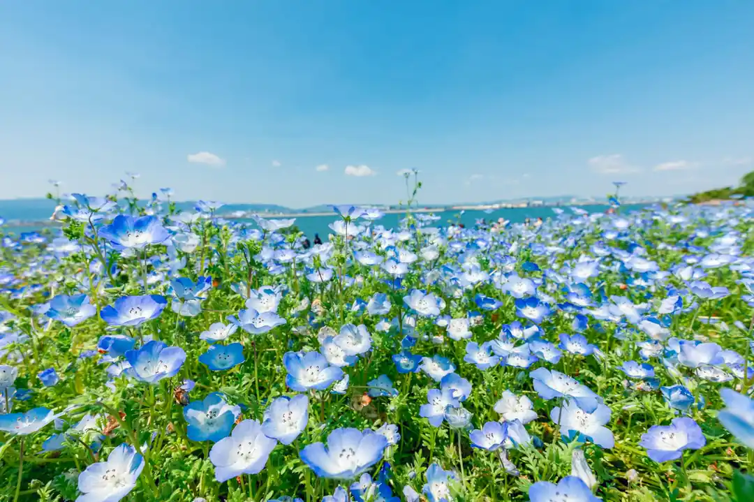 茨城県内の移動手段ガイド!観光に便利な交通機関は?